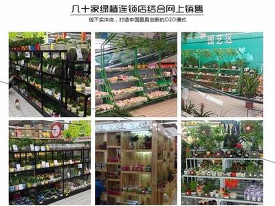 从创意到财富 90后小伙如何以商业思维玩转盆景，年销7500万