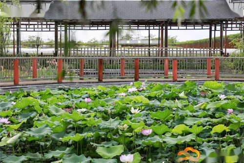 假日游客量创新高，白云观光园农产品零售迎来新热潮